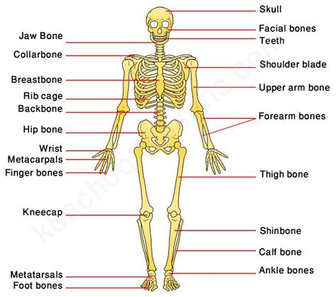 A lesson on the Human Skeleton for kids. Learn about the human skeletal system, its bones and ...