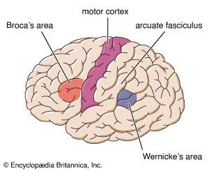 Wernicke area | Definition, Location, Function, & Facts | Britannica