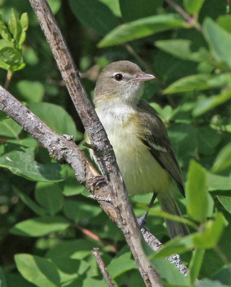 Bell’s Vireo : Minnesota Breeding Bird Atlas