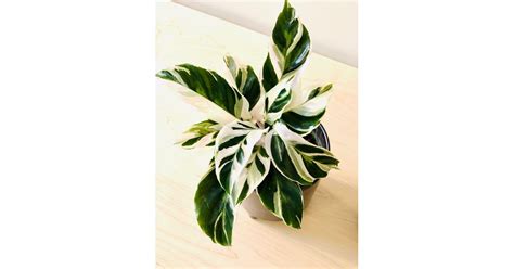 CALATHEA (WHITE FUSION)