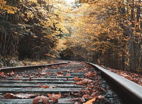 eye-level photo, train, tracks, surrounded, trees, color, daylight, environment | Piqsels