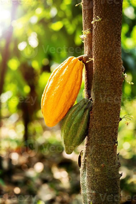 Cacao tree with cacao pods in a organic farm 2529451 Stock Photo at ...