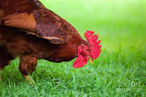 Free range chicken eating grass Photograph by Leslie Banks - Fine Art ...