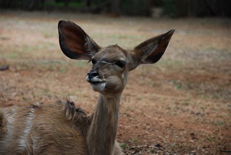 Free Images : nature, grass, wildlife, wild, young, mammal, fauna, antelope, cool image, snout ...