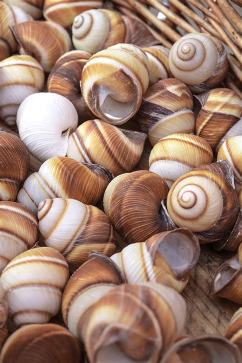 Free Images : food, seafood, close, invertebrate, seashell, clam ...