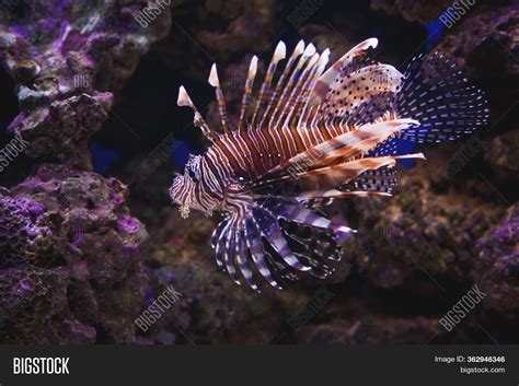 Exotic Fish "devil Image & Photo (Free Trial) | Bigstock