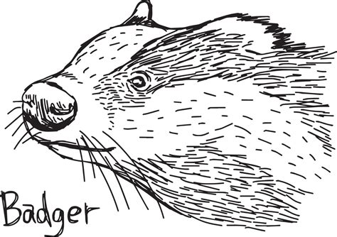 badger's head - vector illustration sketch hand drawn 3127215 Vector Art at Vecteezy