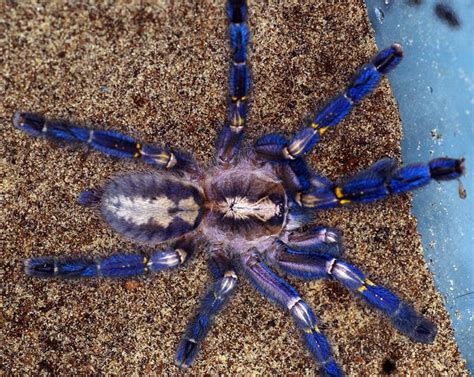 Poecilotheria metallica, the Sapphire Gooty Ornamental Spider. A stunning arboreal tarantula ...