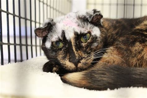 Disfigured Cat, Who Suffered Severe Case Of Mange, Needs Home ...