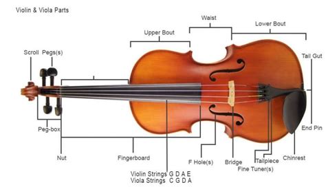 Parts of the Violin/Viola - Musical Instrument Hire Co