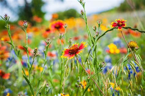 Flashback Trip: Texas Roadside Wildflowers - Roadesque