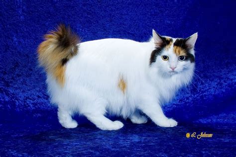 Breed Profile: The Japanese Bobtail | Japanese bobtail, Kittens cutest, Cat fur