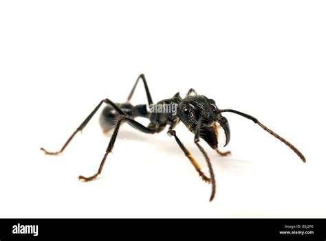 Isula or Bullet Ant Paraponera clavata ant Stock Photo - Alamy