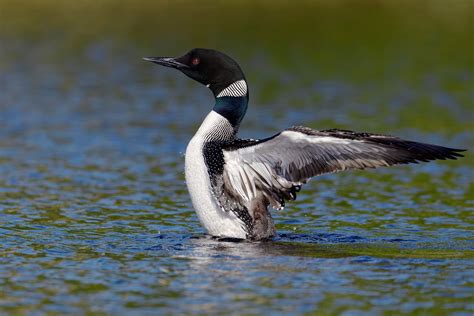 Minnesota State Bird Common Loon | State birds, Bird, Common loon