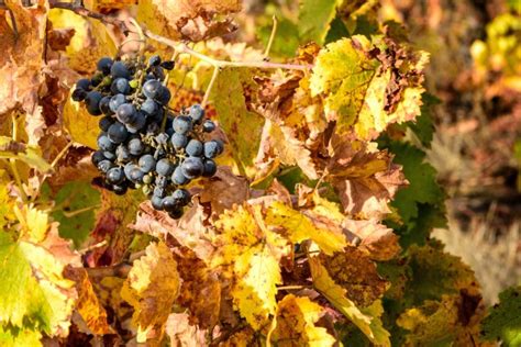 A beginners guide to Mencía wine – Recette Magazine