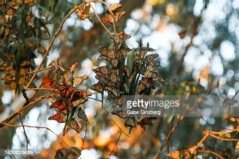 Travel Destination Pismo State Beach Monarch Butterfly Grove High-Res ...