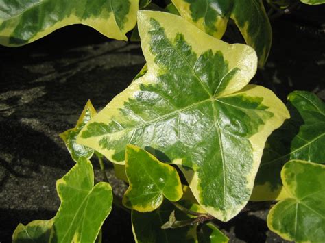 Variegated Ivy Care - Tips To Grow A Healthy Variegated Ivy Plant