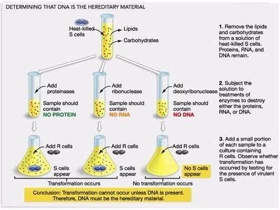 DNA Timeline | Sutori