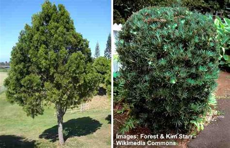 Podocarpus Plant: How to Grow for Podocarpus Hedge or Podocarpus Tree (Podocarpus macrophyllus ...