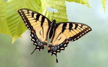 A Tale of (More Than) Two Butterflies | NSF - National Science Foundation