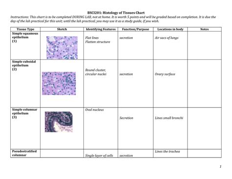 Api Lab Unit Histology Histology Study Of Tissues Despite Of | My XXX ...