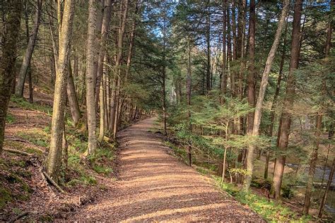 The Ultimate Field Guide to Cook Forest | Pittsburgh Magazine