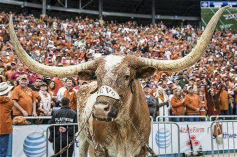 UT mascot Bevo XIV | Moose art, Bevo, Mascot