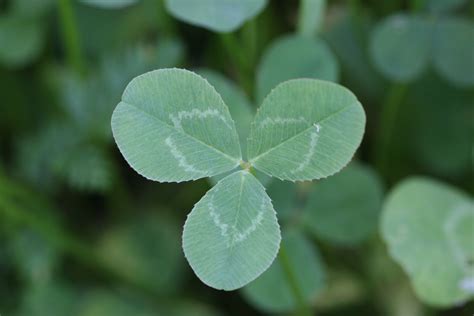 White clover – Trifolium repens - Plant & Pest Diagnostics