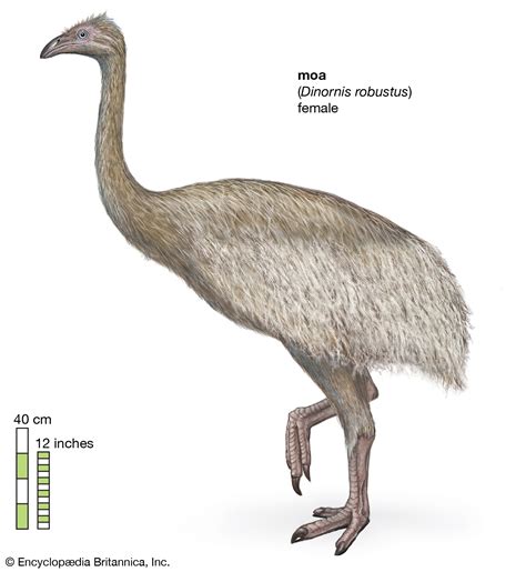 Moa | Dinopedia | Fandom