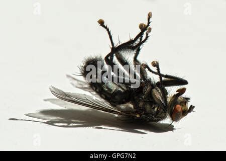 dead flies on a window sill Stock Photo - Alamy