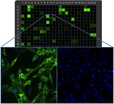 High Content Screening | Cell Signaling Technology