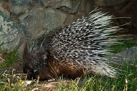 Old World Porcupine stock image. Image of vertebrates - 21629089