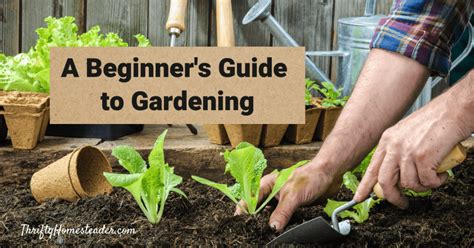 Homestead Garden: A Beginner's Guide