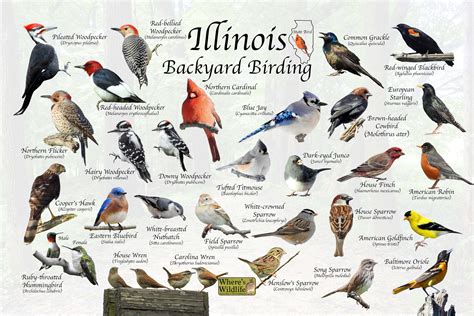 The Most Common Backyard Birds in Illinois – Nature Blog Network