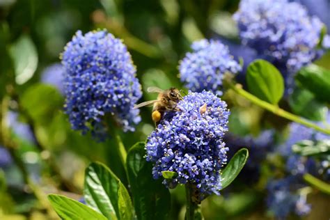 California Lilac (Ceanothus) - The Complete Guide ⋆ Gardening Champion