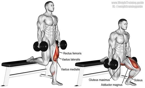 Dumbbell Bulgarian split squat guide and video | Squat workout, Dumbbell workout, Weight ...