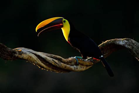 80+ Toucan Nicaragua Costa Rica Rainforest Stock Photos, Pictures & Royalty-Free Images - iStock