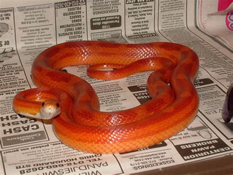 Tips for Breeding Corn Snakes - PetHelpful