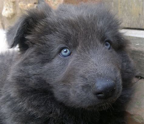 My solid blue German Shepherd puppy at about 6 weeks old Blue German ...