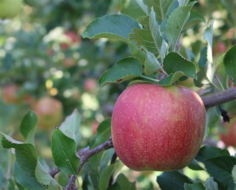 Empire and Jonagold: Great Apples By Any Name | New England Apples