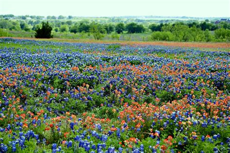 Bluebonnets Field Bluebonnet - Free photo on Pixabay - Pixabay