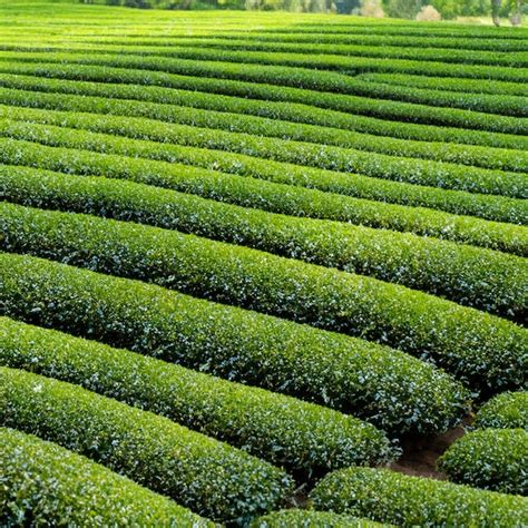 Premium Photo | Tea plantation