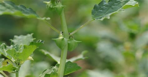 How to Get Rid of Goat Head Weeds - GIY Plants