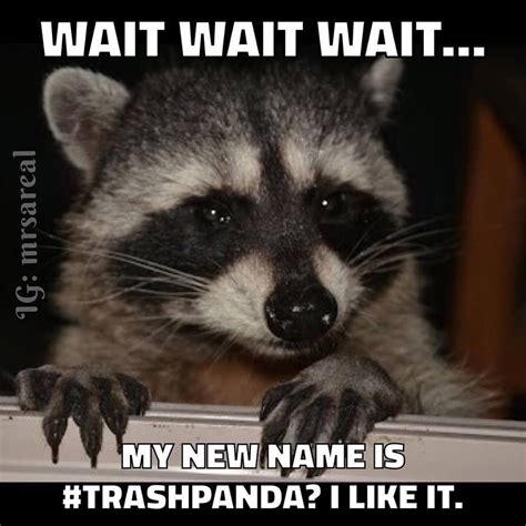 trash panda | Trash panda, Raccoon funny, Trash panda meme