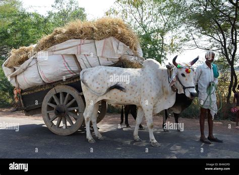 ox cart rajasthan india Stock Photo - Alamy