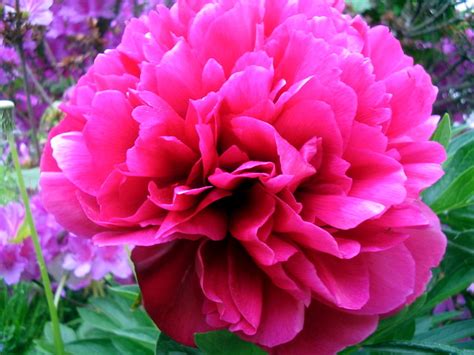 Pink Peony Flower | Flickr - Photo Sharing!