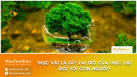 Thực vật là gì? Vai trò của thực vật đối với con người?