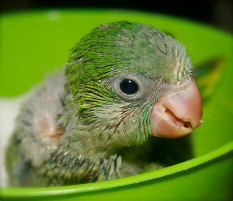 Baby Green Quaker Parrot - BABBIES DKP