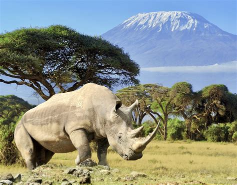 Rhino in front of Kilimanjaro mountain - Amboseli national park Kenya - World Animal News