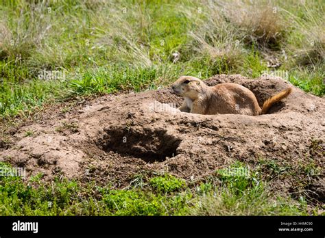 Devils Tower Prairie dog Wildlife Animal USA Stock Photo - Alamy